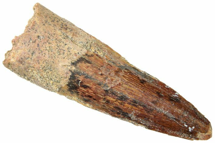 Fossil Spinosaurus Tooth - Real Dinosaur Tooth #312916